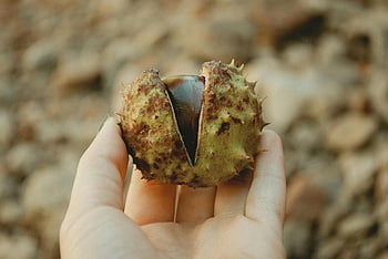 horse chestnut, selective focus, close-up, hand holding, outdoors, detailed, nature, autumn, chestnut shell, spiky, fruit