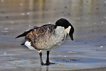 goose, canada Goose, lake, water Bird, bird, wild Goose, migratory Bird, poultry, aquatic Animal, animal, nature