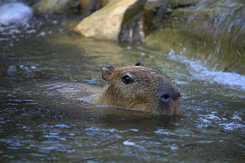 capybara, water, swimming, river, outdoors, peaceful day, Hydrochoerus hydrochaeris, capybara in water, animal in water, nature scene, wildlife photography
