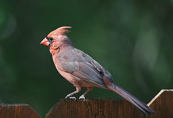 cardinal, male, songbird, wildlife, fence, backyard, plumage, feathers, animal, avian, nature