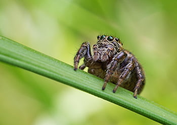 pavouk, skákání pavouk, pavoukovec, hmyz, volně žijících živočichů, makro, salticidae