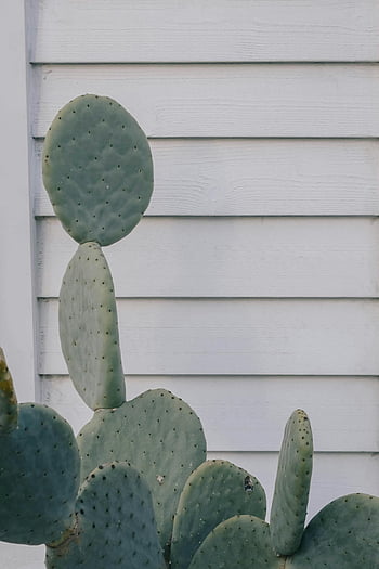 cactus plant, green cactus, white wooden wall, vertical shot, spikes, Sydney Australia, outdoor photography, nature photography, desert plant, botanical photography, cactus spikes