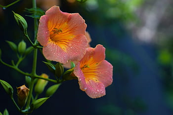 trumpet Creeper, trumpet Vine, campsis, pink Flowers, morning Dew, dewdrops