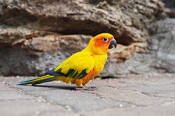 slunce conure, pták, zoo, chodník, zvíře, slunce papoušek, aratinga, aratinga solstitialis, exotický, tropický, účtovat
