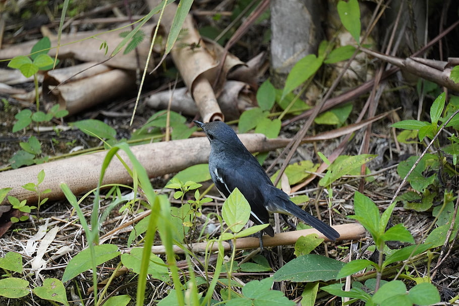 magpie, bird, perched, animal, feathers, plumage, beak, bill, bird Watching, ornithology, animal World