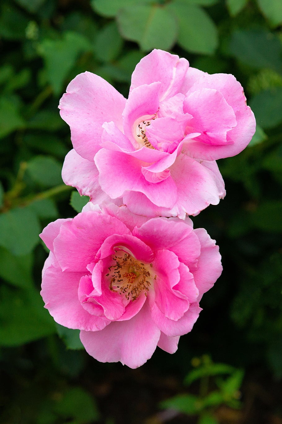 mohan, nannapaneni, flowers, rose, pink, romantic, gardening