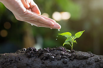 soil, plants, grow, agriculture, green, life, seed, tree, seeding, leaves, sprout