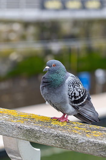 비둘기, 주식 비둘기, 나무 비둘기, Columba Oenas, 새, 조류학, 회색 깃털, 새 배경, 자연, 새 벽지