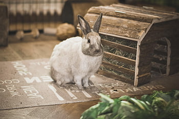 rabbit, dwarf Rabbit, white Bunny, domestic Animal, animal, nature, feeding, bunny, pet