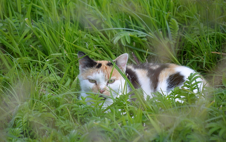 kucing, binatang dalam negeri, rumput, musim panas, berbohong, hewan, margasatwa, rumput tinggi, bidang, padang rumput, imut