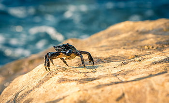 crab, scarf Animal, crustacean, sea, animal, beach, nature, cancer, vacations, seafood