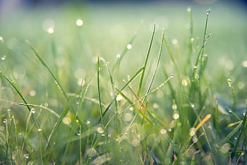 grass, macro, outdoors, bokeh, rain, wet, lawn, meadow, nature, water, green