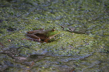 rã, pântano, rã-touro, anfíbio, natureza, lagoa, sapo, verde, viscoso, coaxar, comedor de rãs
