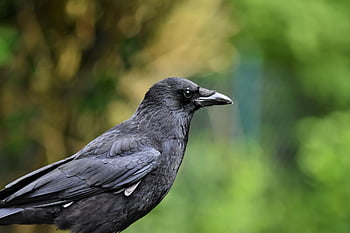 pták, vrána, kavka, vrána vrána, ornitologie, druh, Příroda, fauna, zvíře, volně žijících živočichů
