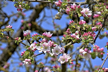albero di mele, bocciolo di mela, fiori, primavera, ramo, fioritura, fiori di melo, rosa, albero da frutta, natura, avvicinamento