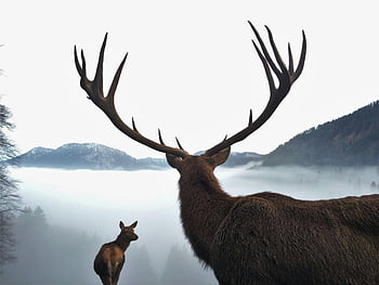 deer with antlers, mountains, moose, large antlers, misty landscape, natural majesty, wildlife, mountain scenery, deer in mountains, antlered deer, misty mountains
