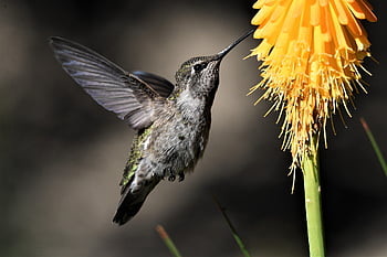 hummingbird, bird, animal, flight, wings, beak, feathers, plumage, wildlife, nature, birdwatching