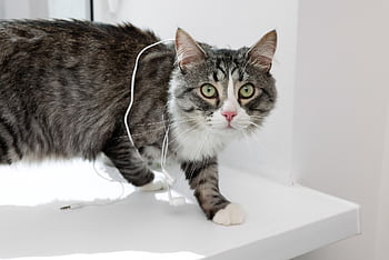 홀딱 반할 만한, 배경, 행동, 물다, 단절, 고양이, 씹다, 코드, 손해, 위험한, 하인