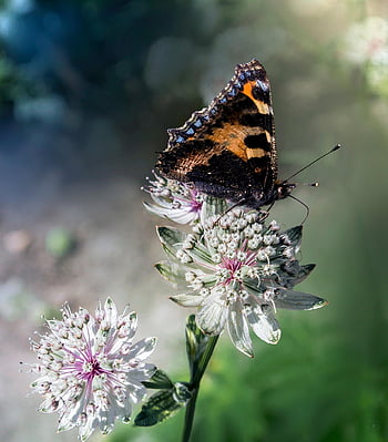 small Tortoiseshell, flower Background, butterfly, flowers, insect, animal, wings, beautiful Flowers, plant, beautiful Wallpaper, floral Background