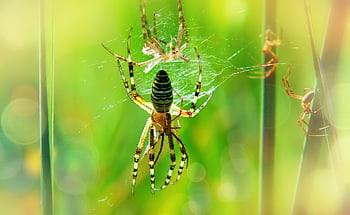 tygrzyki-toes svatba, páření, ženský, Tom, pavouci, hmyz, bokeh, zvířat, Příroda, mimo, bezobratlých