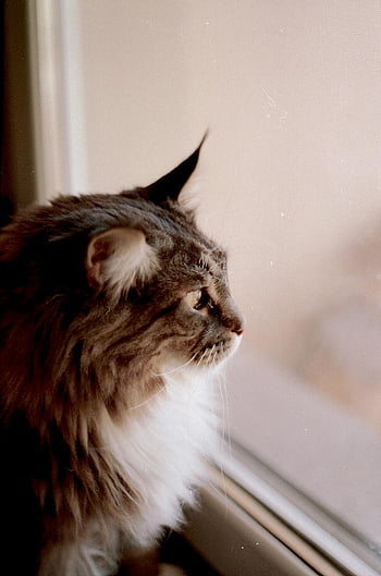 brun och grå katt, fluffig Maine Coon, tittar ut fönster, katt observerar utomhus, glasfönster, inomhuskatt, fluffig katt, maine coon katt, fönsterkatt, husdjur fotografering, djurfotografi