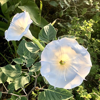 datura, λευκό, τρομπέτα, δηλητηριώδης, τοξικός, ανθίζω, λουλούδι, brugmansia, φύση