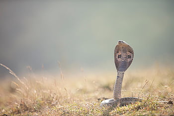 snake, reptile, species, indian Cobra, wild, dangerous, poison