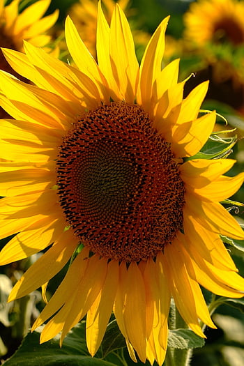 girasole, bellissimi fiori, fiore, fiore giallo, petali, petali gialli, semi di girasole, fioritura, fiorire, flora, pianta