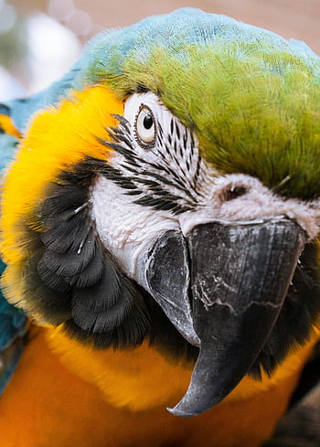 blau-gelber Ara, Nahaufnahmefoto, farbenfroher Aras, lebendige Federn, Fesselndes Auge, Gold- und Blau-Ara, detaillierte Nahaufnahme, Papagei, Ara Papagei, Vogel, Tierfotografie