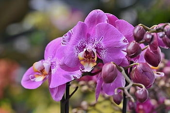 orchidee, fiore, petali, fiore di orchidea, fiorire, fioritura, pianta, natura, esotico, tropicale