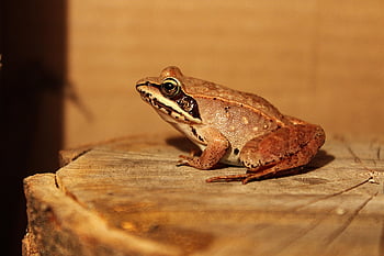 žába, obojživelníků, fauna, druh, volně žijících živočichů