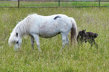 mare, foal, horse, animal, pony, mammal, pasture, nature, mother, baby Animal, cute