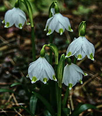 fruehlingsknotenblume, Märzenbecher, fleur de printemps, maigloeckchen, flocon de neige, grands perce-neige, leucojum vernum, amaryllis, fleur, la nature, plante