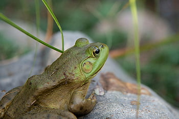 green frog, gray rock, macro shot, natural surroundings, detailed image, amphibian, wildlife photography, outdoor scene, nature, frog on rock, green amphibian