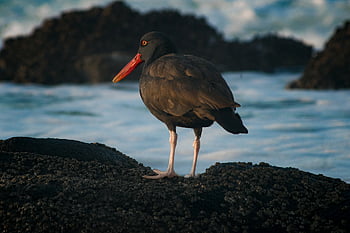 blackish Oystercatcher, bird, animal, oystercatcher, wader, wildlife, plumage, beak, beach, sea, nature