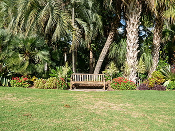 empty brown wooden bench, park, tropical garden, palm trees, vibrant plants, peaceful view, wooden bench, park bench, tropical plants, green grass, outdoor seating