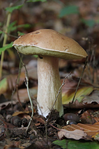 houba, podzim, les, Příroda, lesní podlaha, jedlý, mykologie