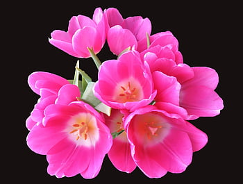 tulipány, Tulipán kytice, květ, jaro, řezané květiny, růžové květy, Jasný, rozkvetla, Příroda, flóra, izolovaný