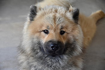 dog, dog Eurasier, dog Pure Breed, dog Olaf-blue, eurasier Male, black Truffle, muzzle, eye Colour Hazel, doggie, pet, mascot
