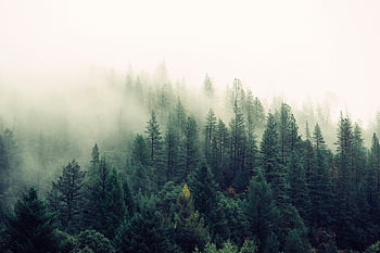 Fotografia ad alto angolo, alberi della foresta verde, foresta nebbiosa, alberi di pino, paesaggio naturale, boschi nebbiosi, vista aerea, tettoia forestale, scenario naturale, Foresta serena, cime degli alberi