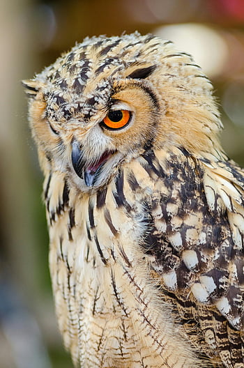 Brown and Black Feather Owl, stunning owl, intricate plumage, intense gaze, wild owl, close-up owl, owl in nature, owl portrait, detailed feathers, wildlife photography, nature photography