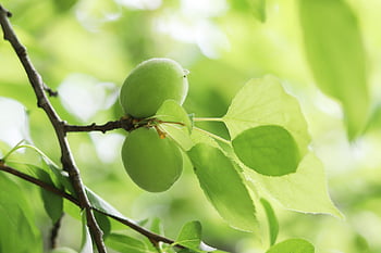 green Apricot, fruits, branch, apricot, unripe, leaves, organic, plant, tree, nature, closeup
