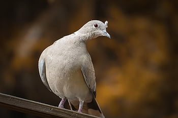 krůtí holub, pták, peří, holubice, Příroda, zvíře, volně žijících živočichů, flugtier, zahrada