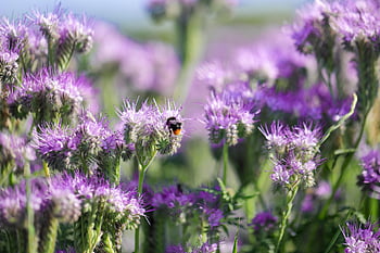 phacelia, Včelí pastviny, včela příteli, všívané krásné, všívaná květina, fialový, raublattgewächs, včelařská rostlina, letní, hydrophylloideae, květenství