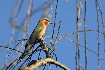 white Fronted Bee-eater, branch, blue Skies, bird, watching, south Africa, red, cheek, feather, bee, eater