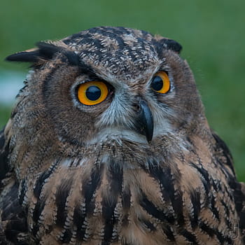 výr velký, bubo bubo, baleárské ostrovy, mallorca, Španělsko, hotelová zahrada, kánon 70d, Canon EF 100-400, sovy, strigidae, fotografování divoké zvěře