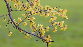 branch, blossom, flowers, tree, nature, pollen, blüten, hintergrund, meadow, fotos, schöne Natur