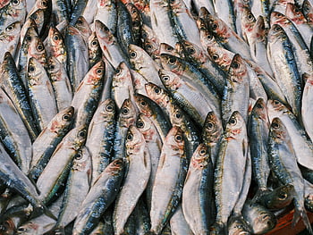 ikan mentah, bidikan close-up, ikan sarden segar, tampilan pasar, detail tekstur, sorotan bersinar, pasar makanan laut, tekstur ikan, close-up sardin, ikan bersinar, makanan laut segar