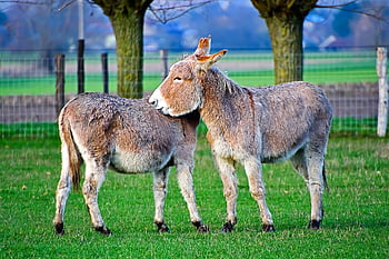 donkey, mule, equines, animal, oil Painting, pasture, cuddling Donkeys, nature, grass, meadow, countryside