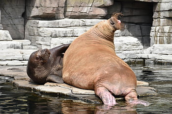 hagenbeck،  هامبورغ،  حديقة حيوان،  للعب،  الحيوانات البرية،  الفظ،  كبير